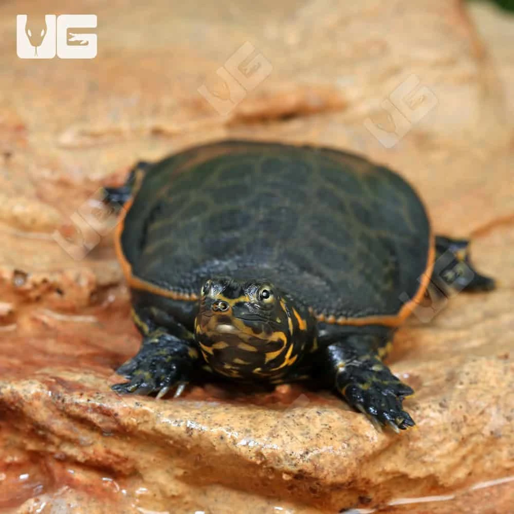 Baby Florida Softshell Turtle - Image 3