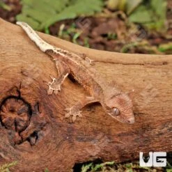 Baby Phantom Lilly White Crested Gecko