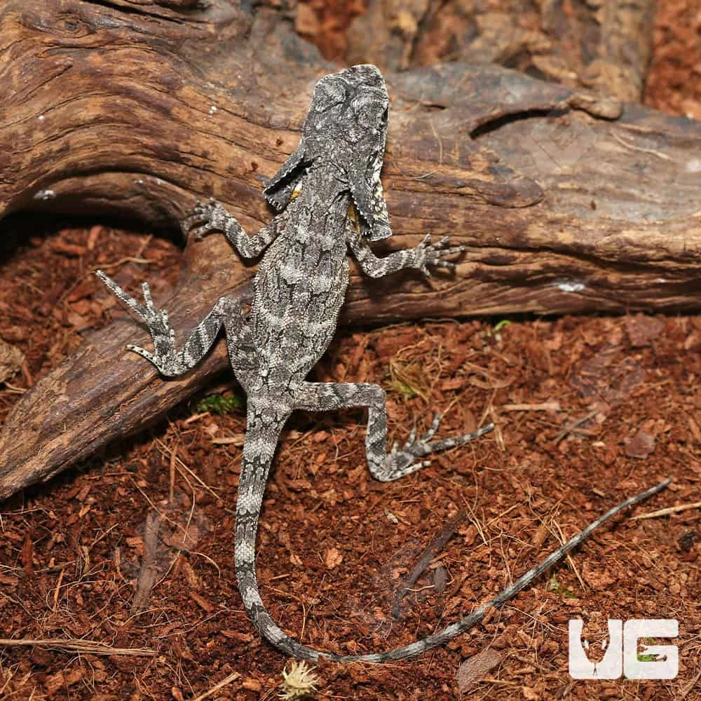 Baby Frilled Dragon - Image 3