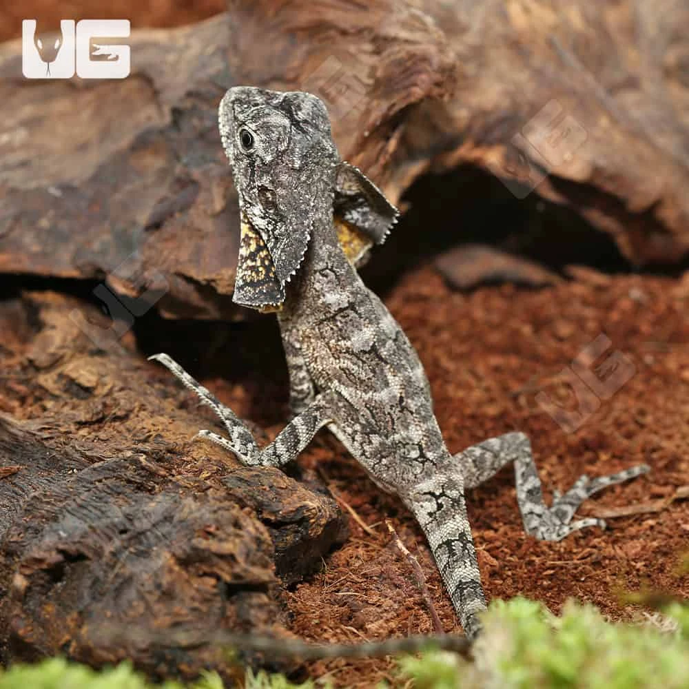 Baby Frilled Dragon - Image 2