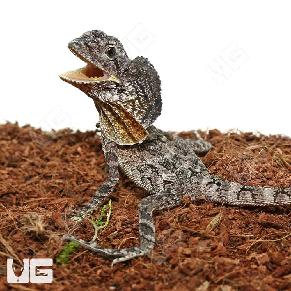 Baby Frilled Dragon - Image 4