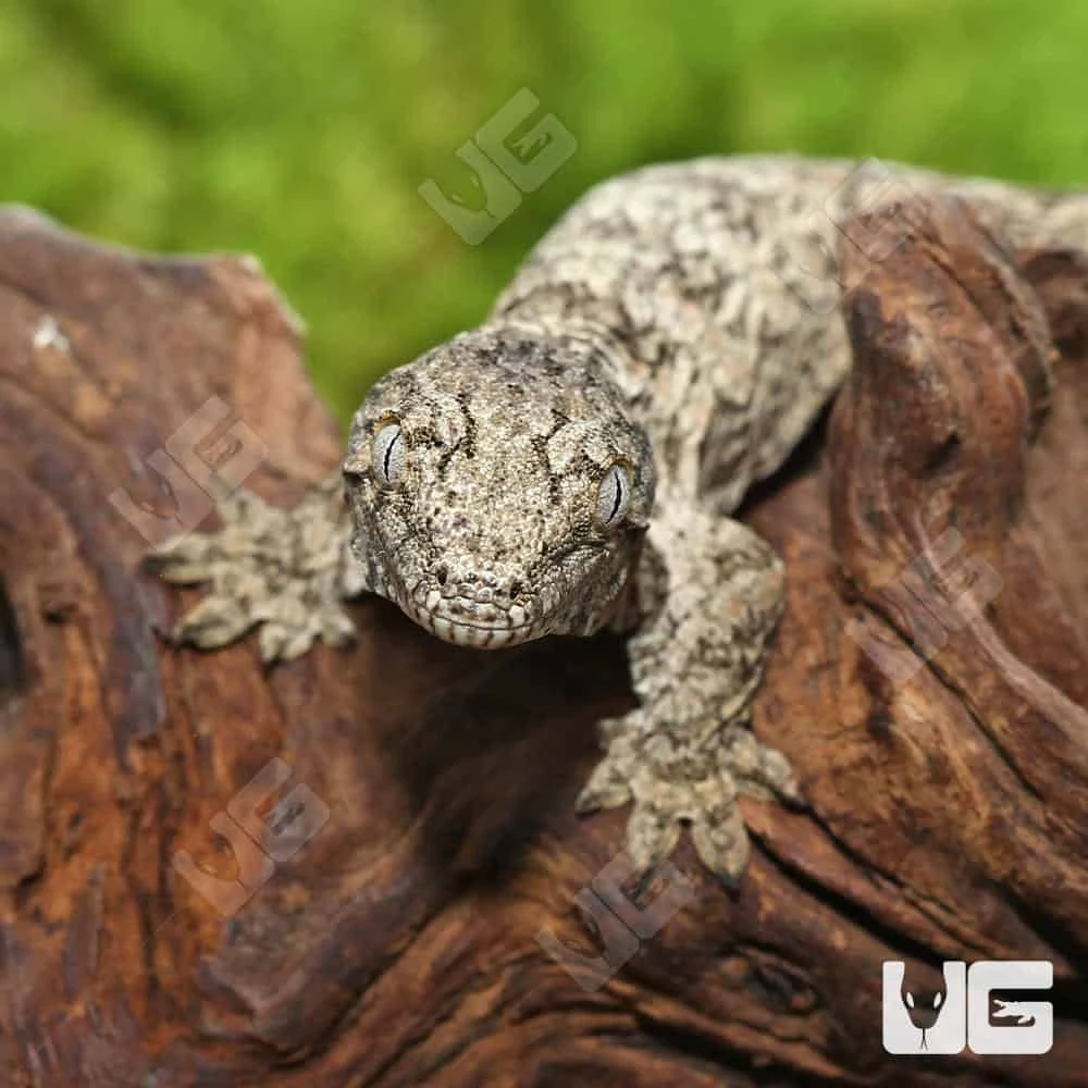 Baby GTX 66% Het Melanistic Leachianus Gecko - Image 2