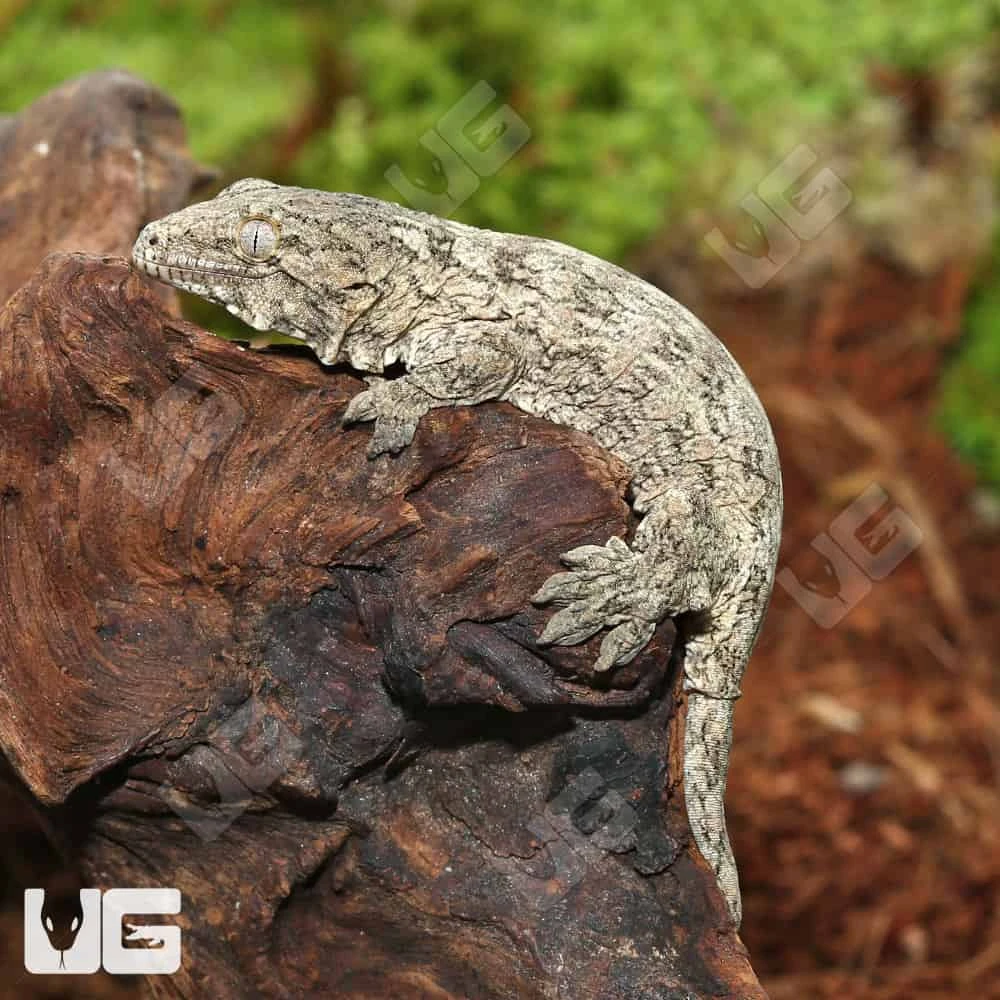 Baby GTX 66% Het Melanistic Leachianus Gecko