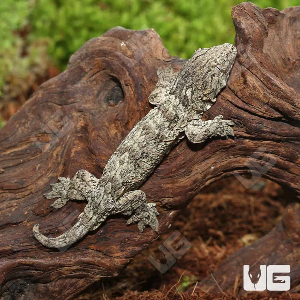 Baby GTX 66% Het Melanistic Leachianus Gecko - Image 4