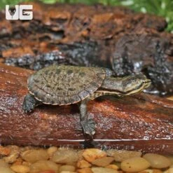 Baby Geoffrey’s Sideneck Turtle