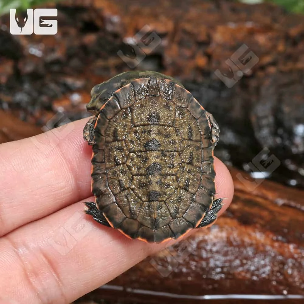 Baby Geoffrey’s Sideneck Turtle - Image 3
