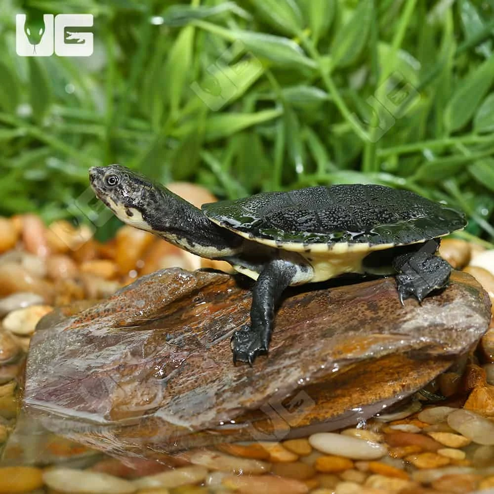 Baby Gibba Gibba Turtle - Image 3