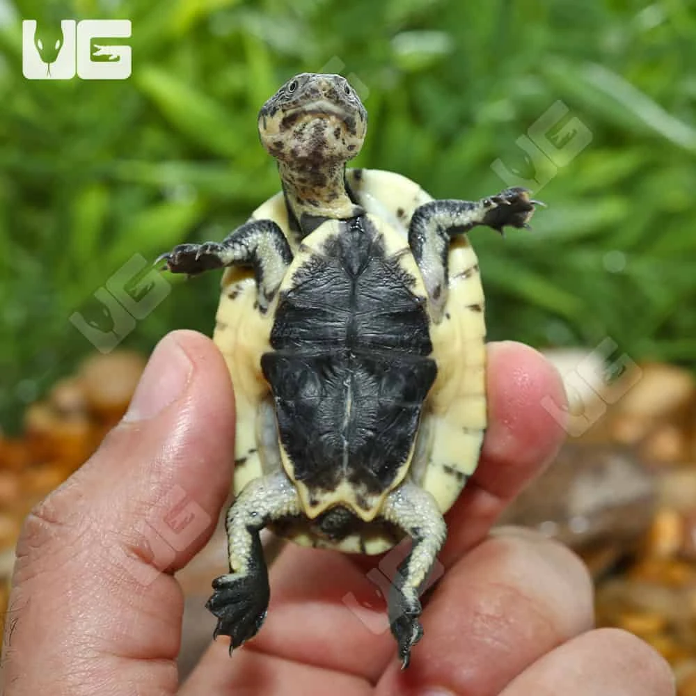 Baby Gibba Gibba Turtle - Image 4
