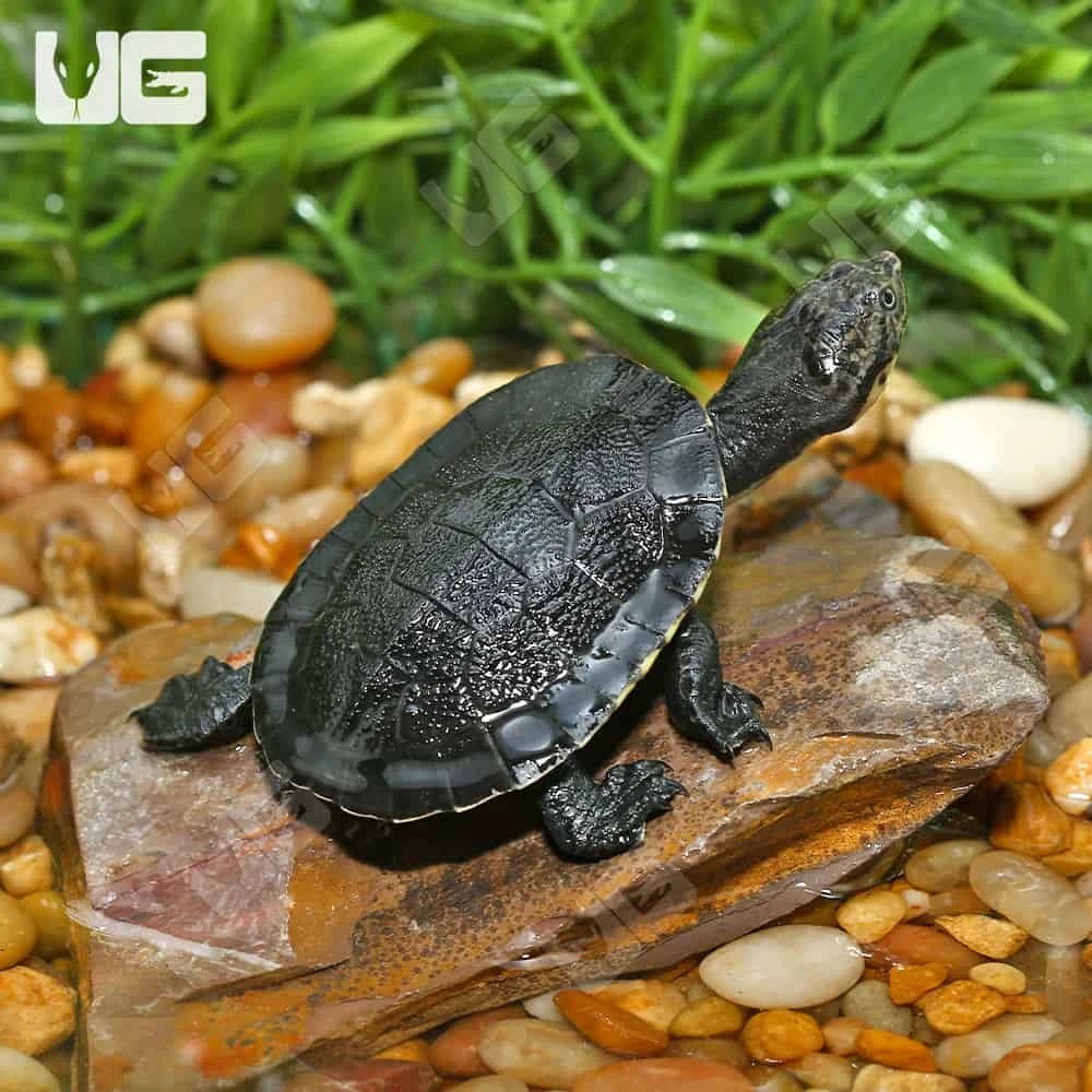 Baby Gibba Gibba Turtle