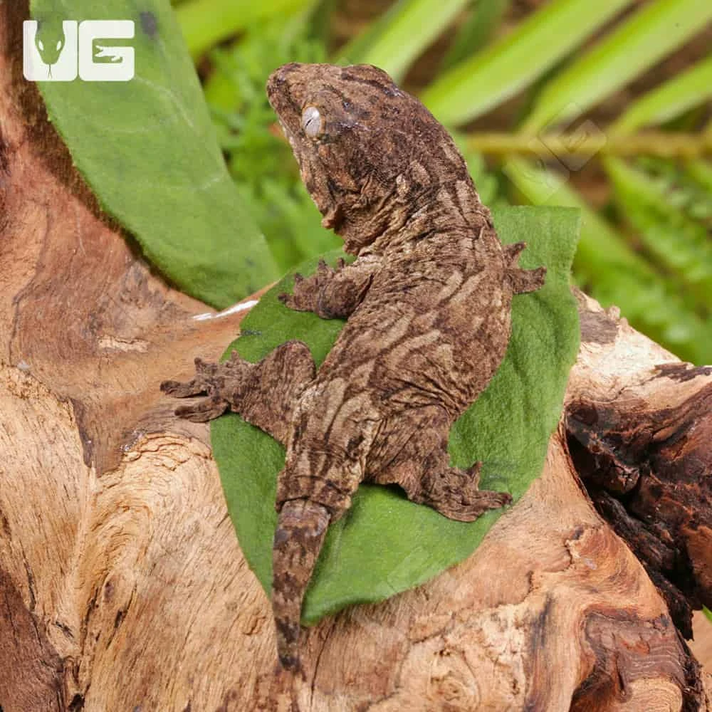 Baby Gran Terre Nu Ana Leachianus Gecko - Image 4
