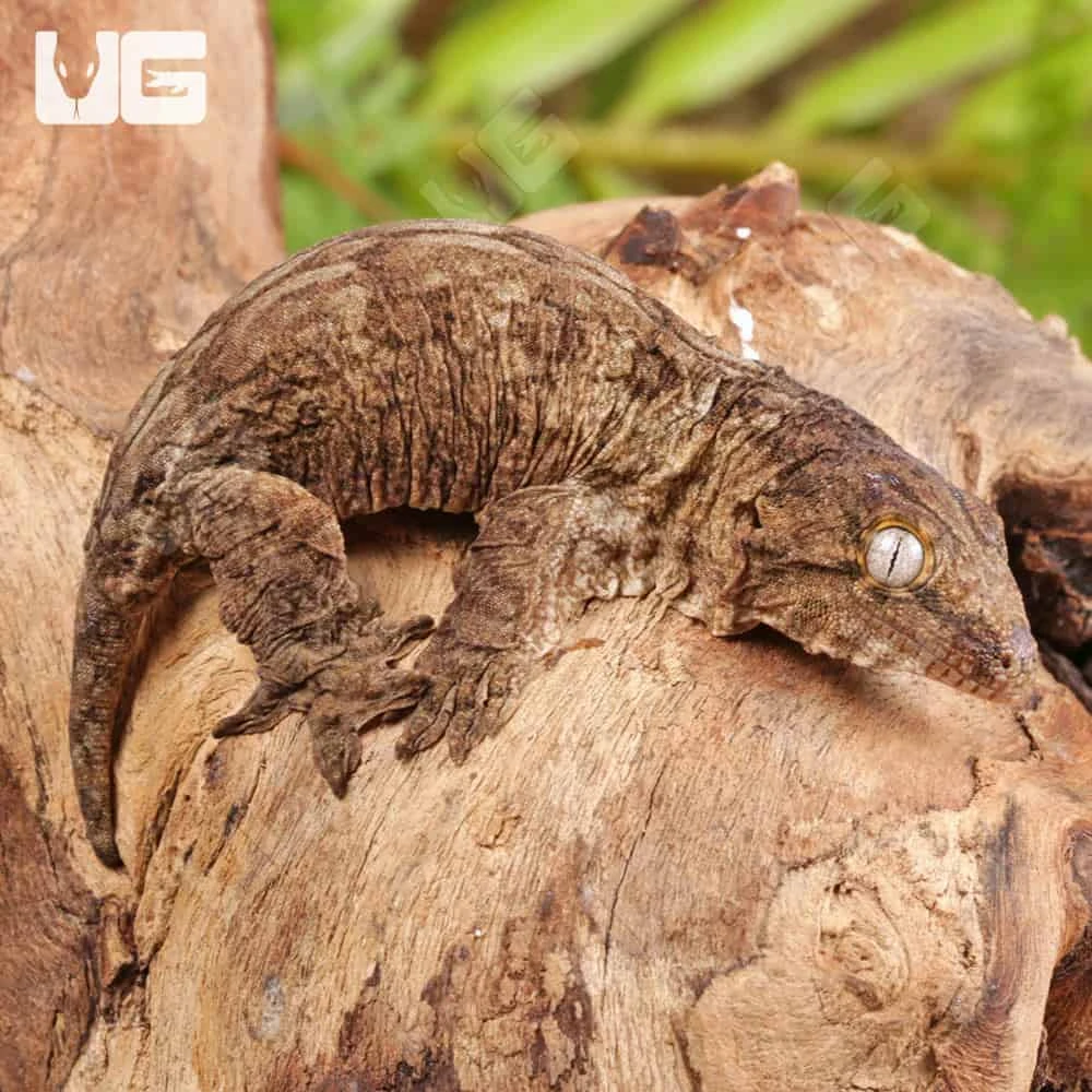 Baby Gran Terre Nu Ana Leachianus Gecko - Image 3