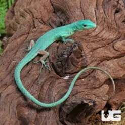 Baby Green Keeled Bellied Lizard