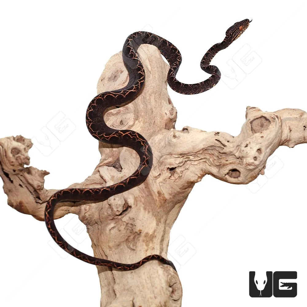 Baby Halloween Phase Amazon Tree Boa - Image 2