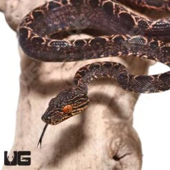 Baby Halloween Phase Amazon Tree Boa