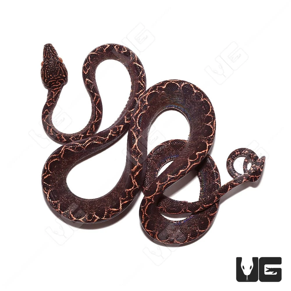 Baby Halloween Phase Amazon Tree Boa - Image 3