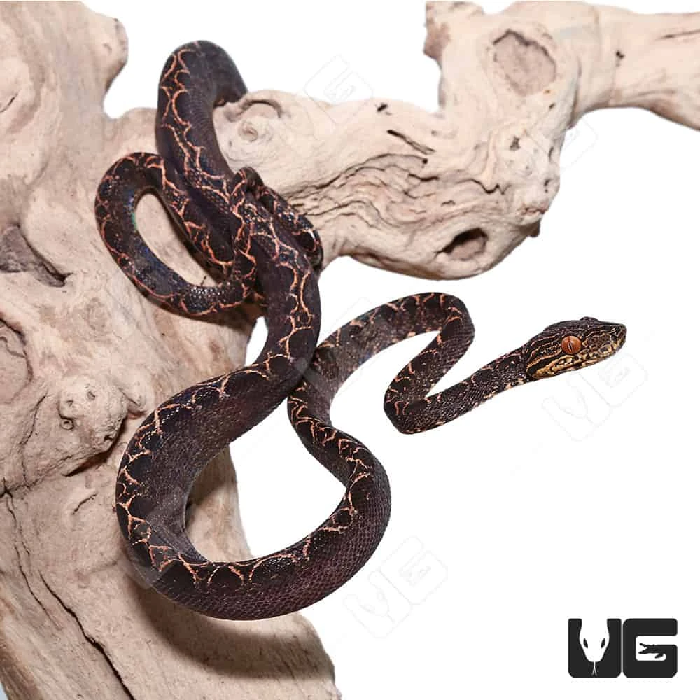Baby Halloween Phase Amazon Tree Boa - Image 4