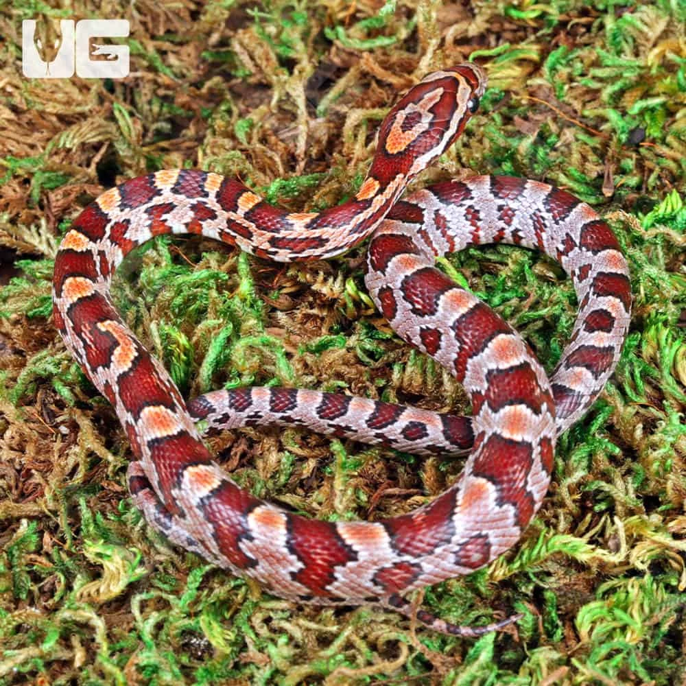 Baby Hendry County Cornsnake - Image 4