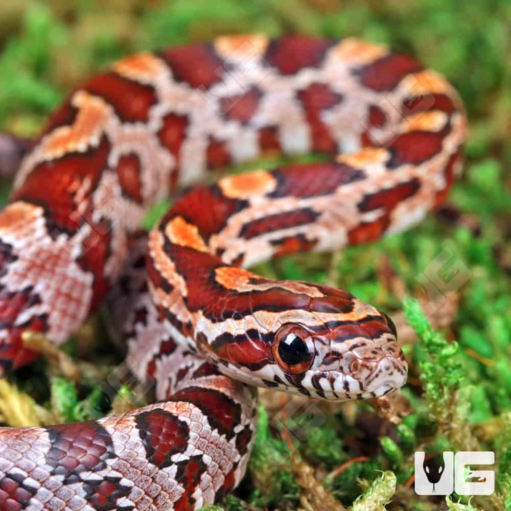 Baby Hendry County Cornsnake - Image 2