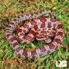 Baby Hendry County Cornsnake