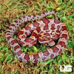 Baby Hendry County Cornsnake
