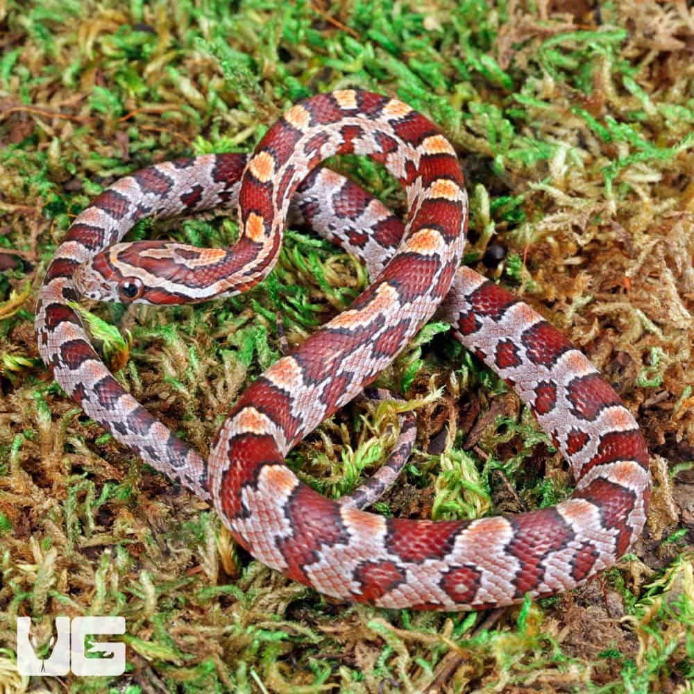 Baby Hendry County Cornsnake - Image 3