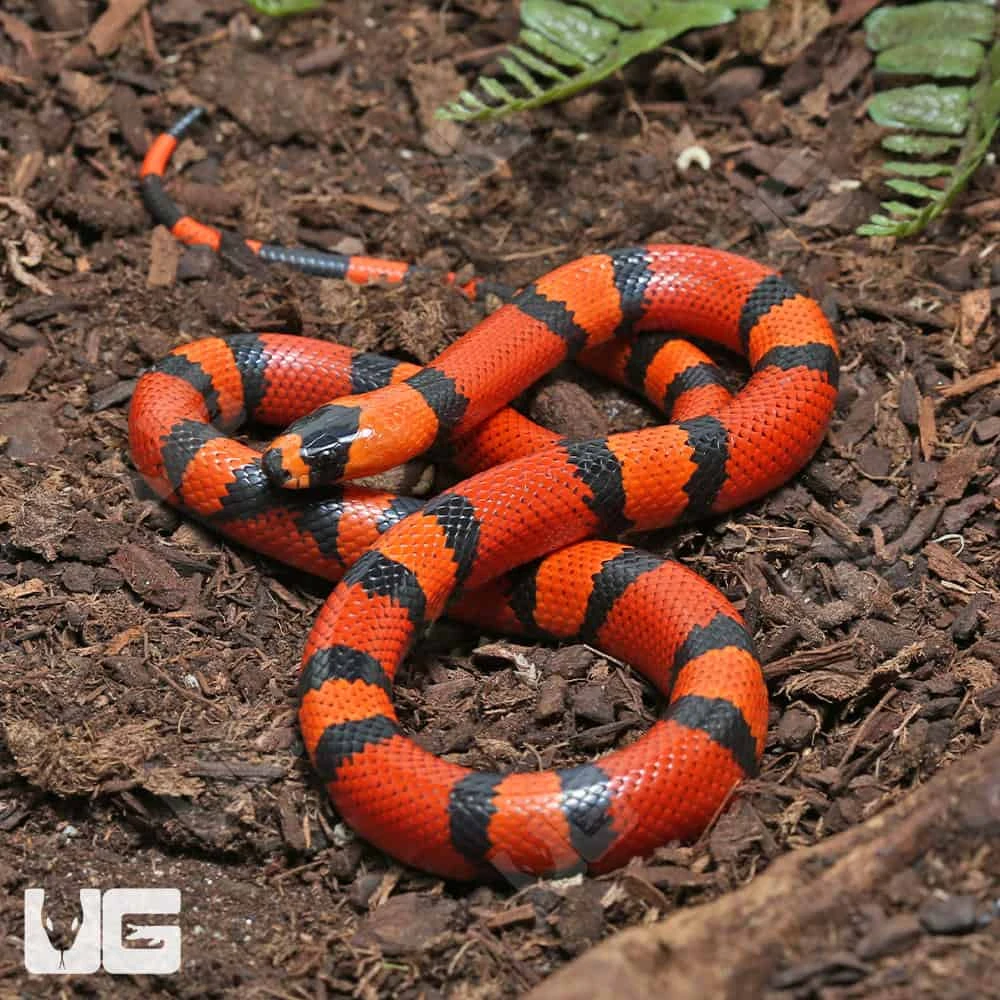 Baby Het Pearl Honduran Milksnake