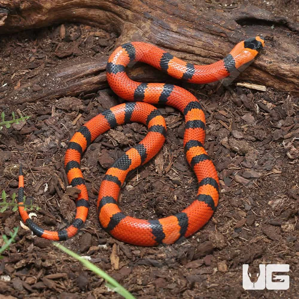 Baby Het Pearl Honduran Milksnake - Image 4