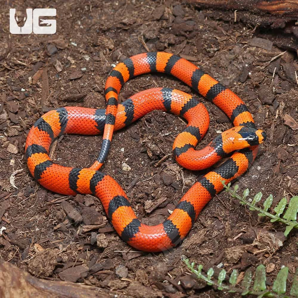 Baby Het Pearl Honduran Milksnake - Image 3