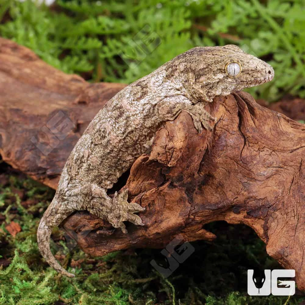 Baby High Pink Leachianus Gecko #2