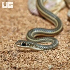 Baby Hissing Sand Snake
