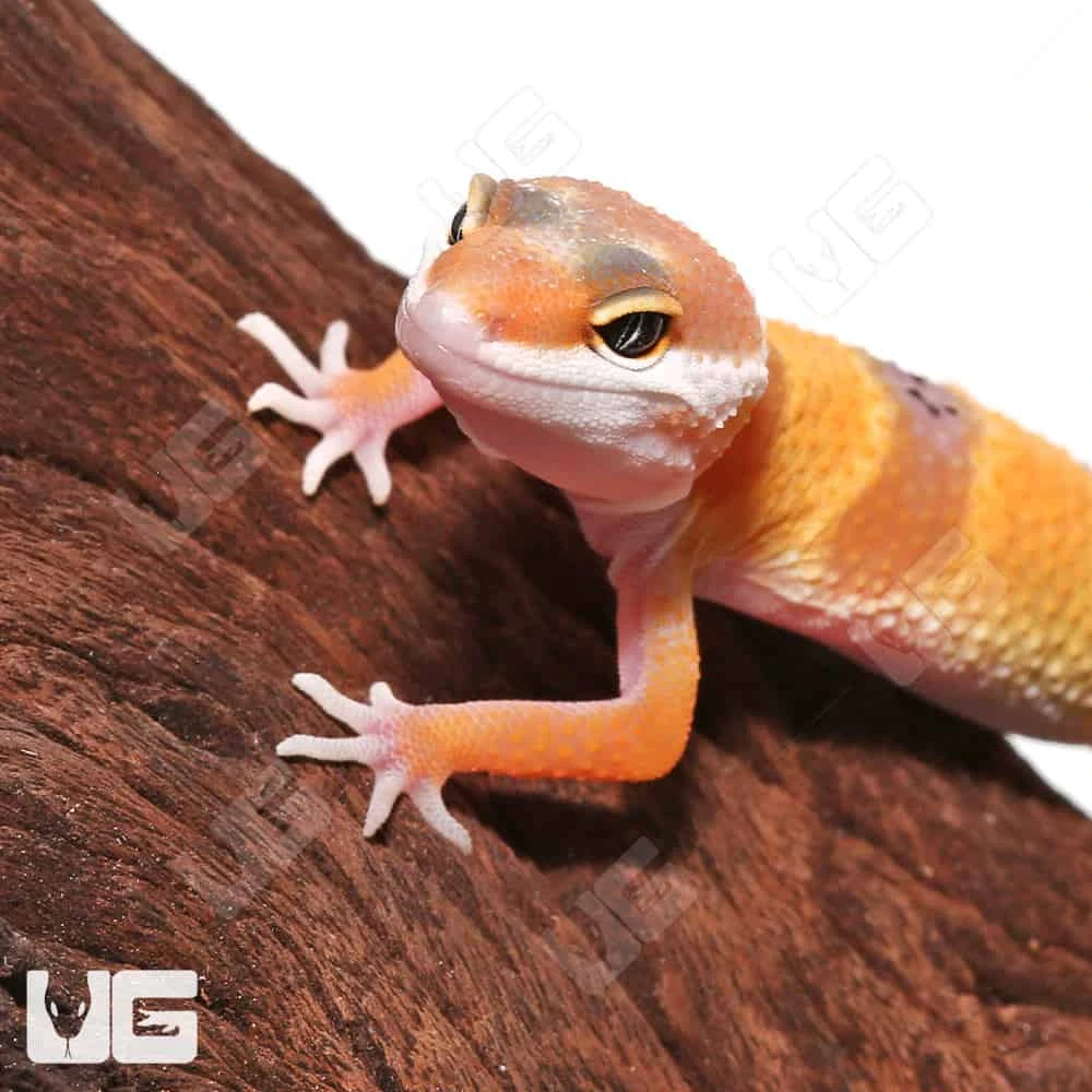 Baby Hypo Carrot Tail Leopard Gecko - Image 2