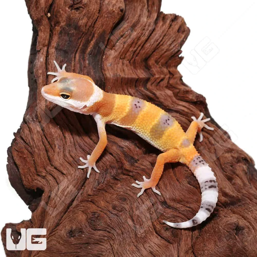 Baby Hypo Carrot Tail Leopard Gecko - Image 3