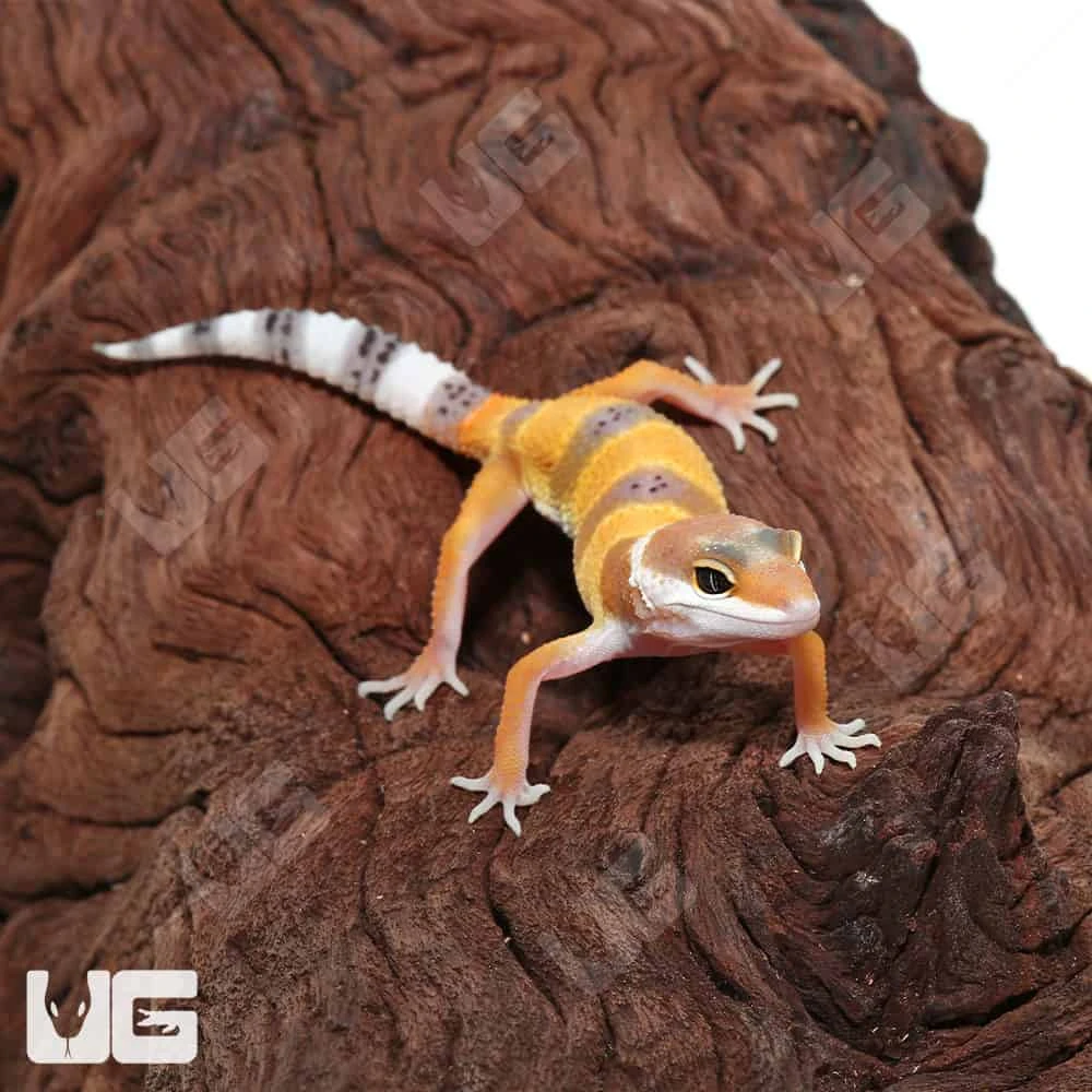 Baby Hypo Carrot Tail Leopard Gecko - Image 4