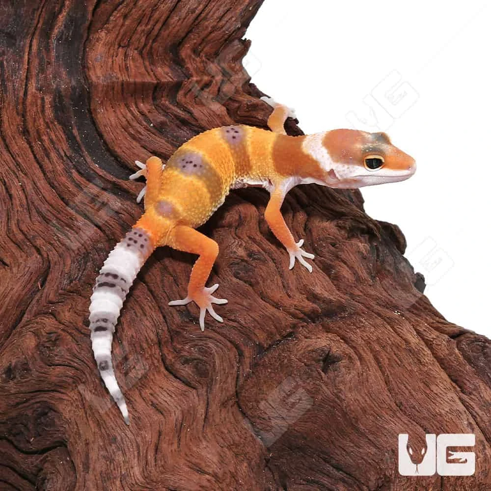 Baby Hypo Carrot Tail Leopard Gecko
