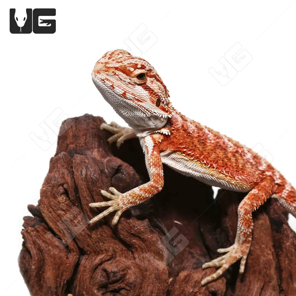 Hypo Inferno Translucent Bearded Dragon - Image 2