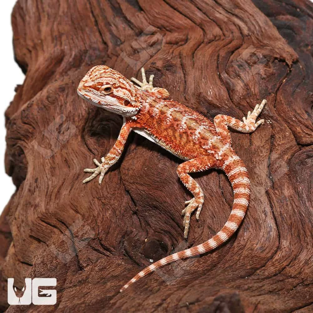 Hypo Inferno Translucent Bearded Dragon - Image 3
