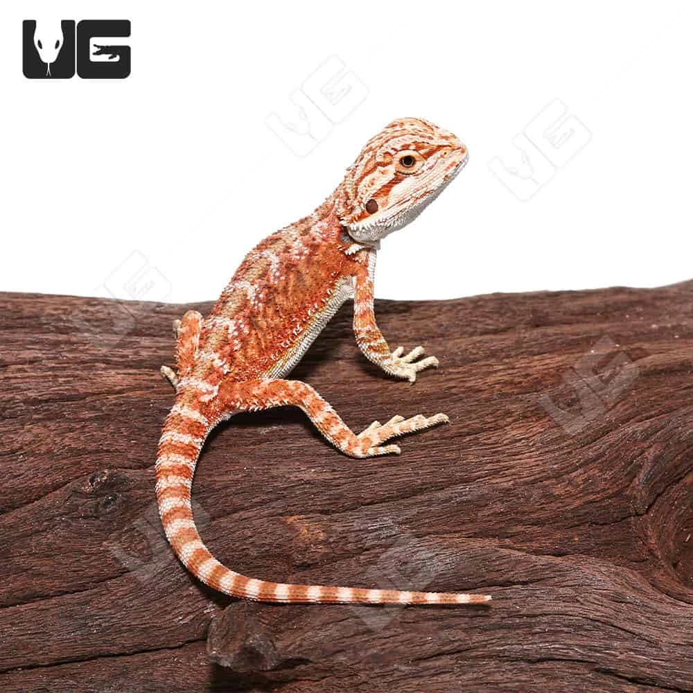 Hypo Inferno Translucent Bearded Dragon - Image 4