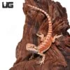 Hypo Inferno Translucent Bearded Dragon