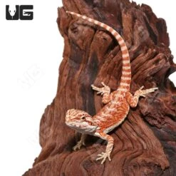 Hypo Inferno Translucent Bearded Dragon