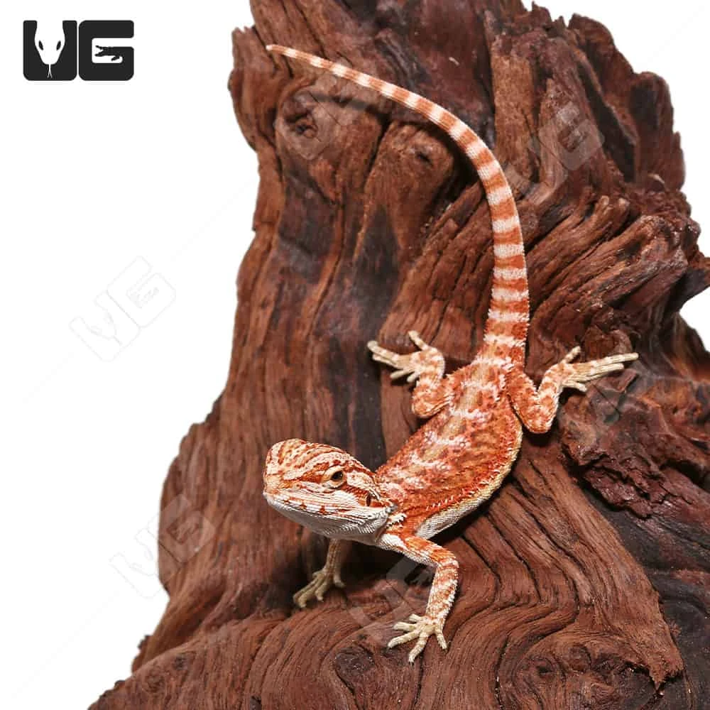 Hypo Inferno Translucent Bearded Dragon