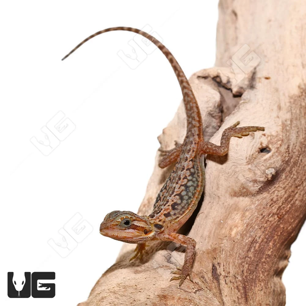 Baby Inferno Translucent Leatherback Dunner Bearded Dragon (4-5″) - Image 2