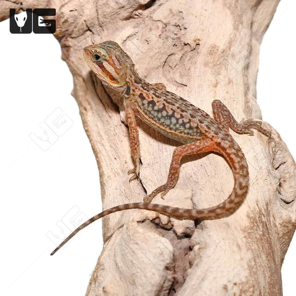 Baby Inferno Translucent Leatherback Dunner Bearded Dragon (4-5″)