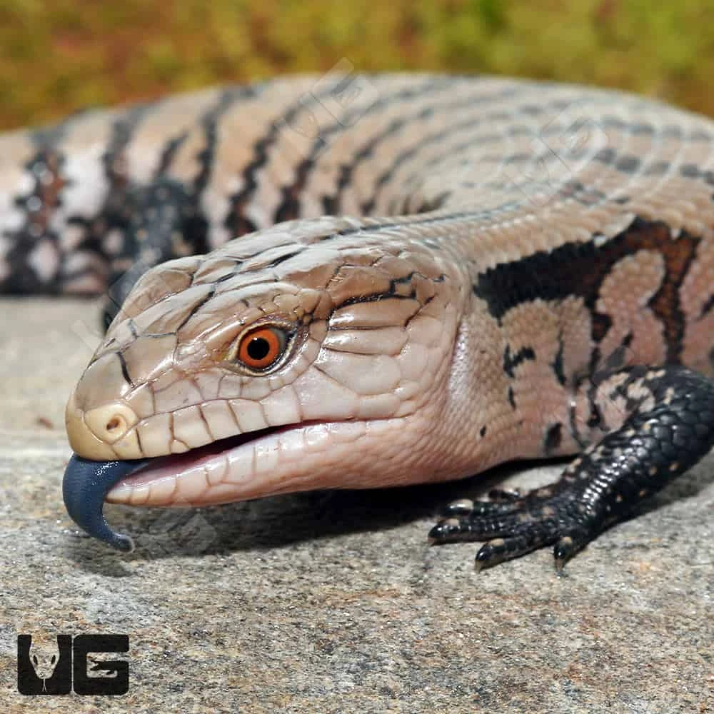 Baby Irian Jaya Blue Tongue Skink - Image 2