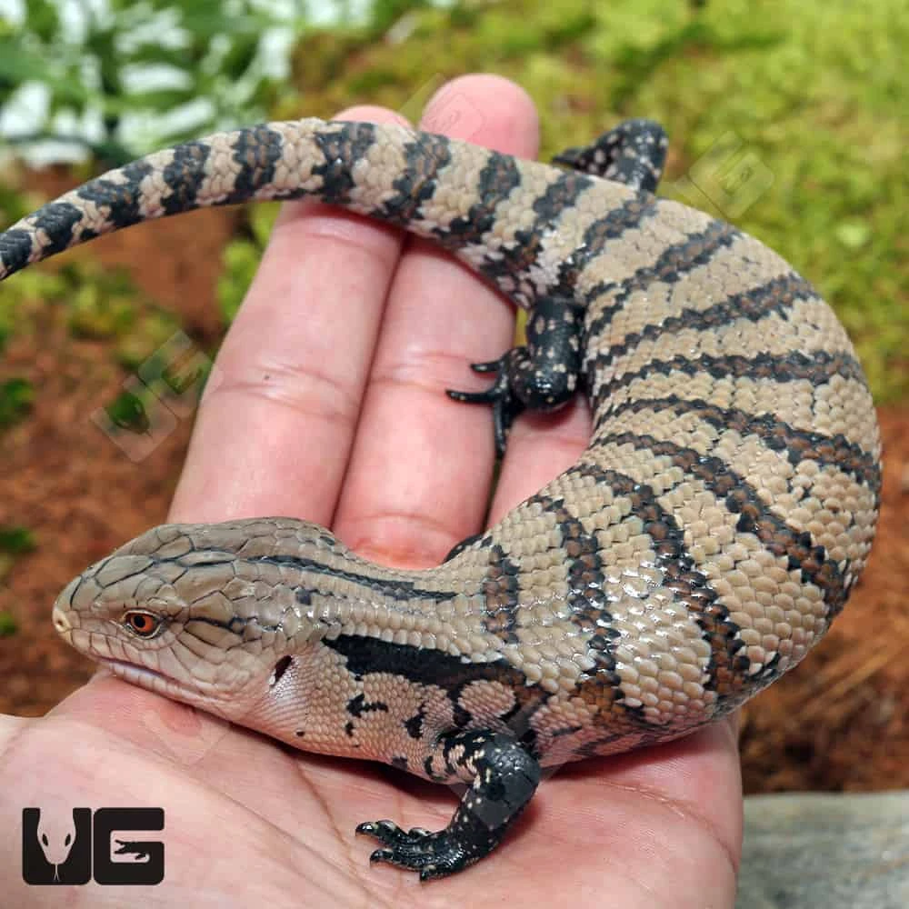Baby Irian Jaya Blue Tongue Skink - Image 3