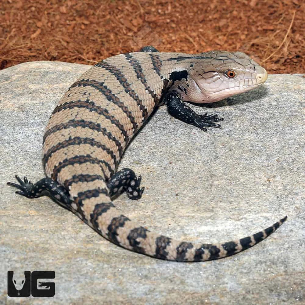 Baby Irian Jaya Blue Tongue Skink