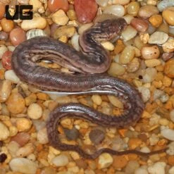 Baby Javan Elephant Trunk Snake