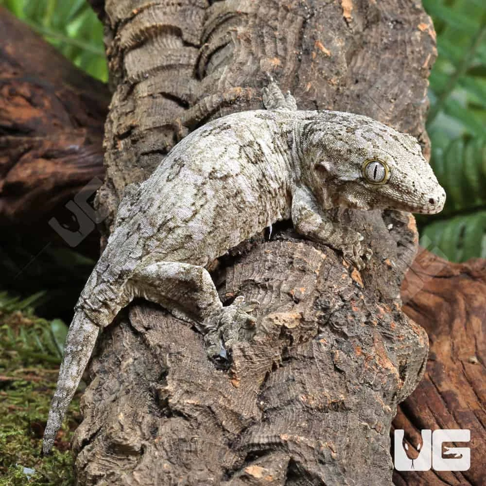 Baby Leachianus Gecko #2 - Image 3