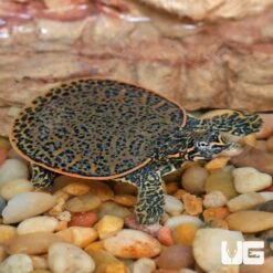 Baby Leopard Softshell Turtle