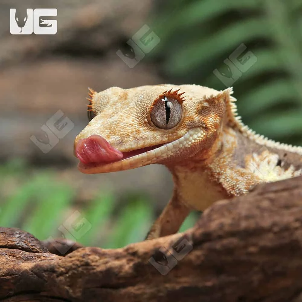 Juvenile Lilly White Crested Gecko - Image 2