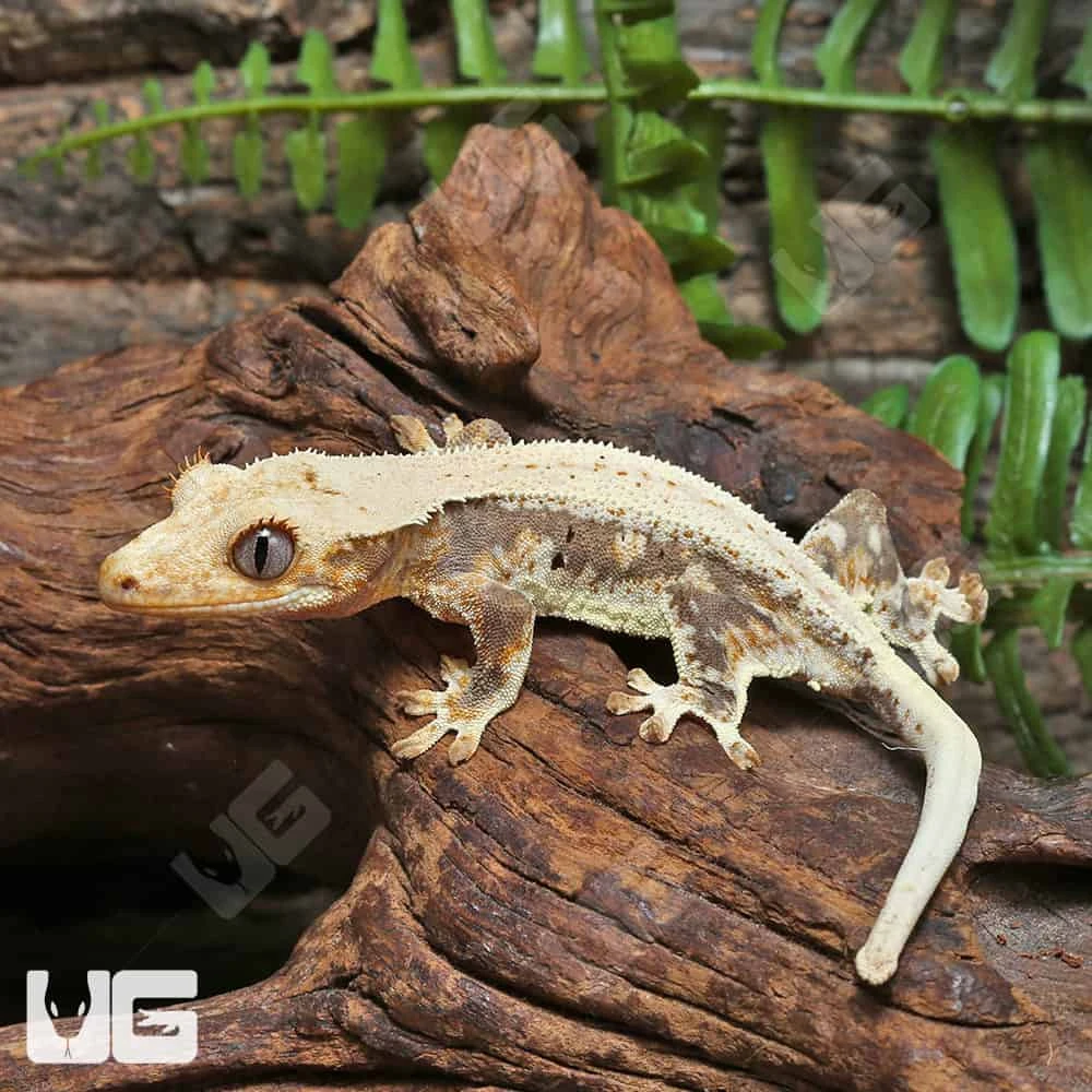 Juvenile Lilly White Crested Gecko